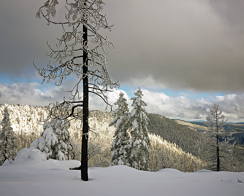 Snow-laden Ponderosa pines stand majestically along the Mogollon Rim, creating a serene and picturesque Arizona winter scene.